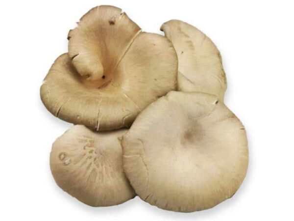 Austernpilz  2 kg Kolli  Polen