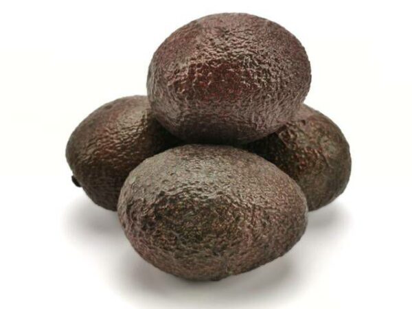 Avocado Hass ready to eat  18 Stück Karton  Südafrika