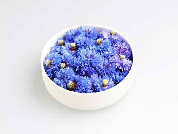 Kornblumen Blüten  8 x 15 Stück Schale  Deutschland