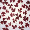 rote Oxalisblätter  8 x 15 g Schale  Deutschland