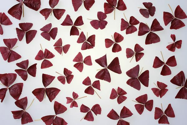 rote Oxalisblätter  8 x 15 g Schale  Deutschland