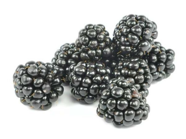 Brombeere  12 x 125 g Schale  Niederlande