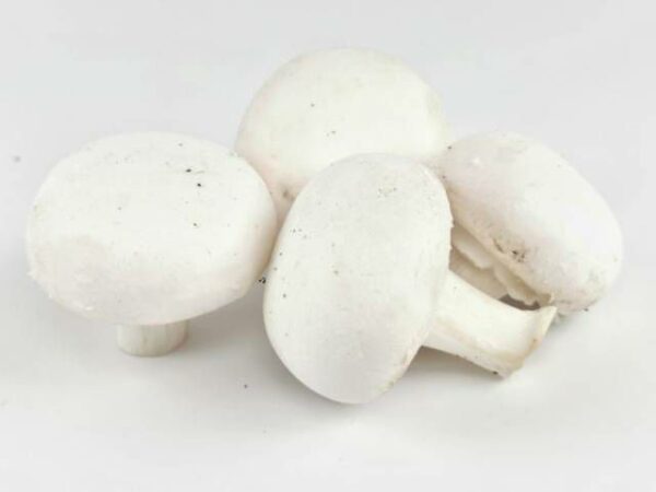 Champignon weiss medium  3 kg Kolli lose  Polen