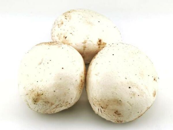 Riesenchampignon weiss  2 kg Kiste lose  Polen