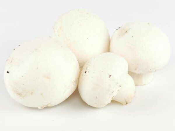 Champignon weiss mini  3 kg Kiste lose  Polen