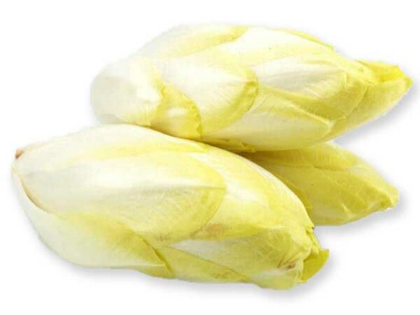 Chicoree weiss  5 kg Karton lose  Belgien