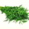 Dill Kräuter  3 kg lose  Deutschland