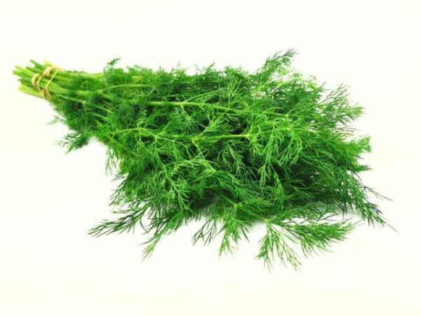 Dill Kräuter  3 kg lose  Deutschland