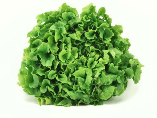 Eichenlaubsalat grün  9 Stück Kolli  Deutschland