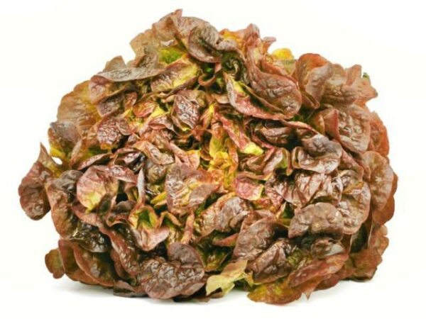 Eichenlaubsalat rot  9 Stück Kolli  Deutschland