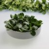 ART_fel013_1 Feldsalat gewaschen 250 g Beutel Keltenhof Italien