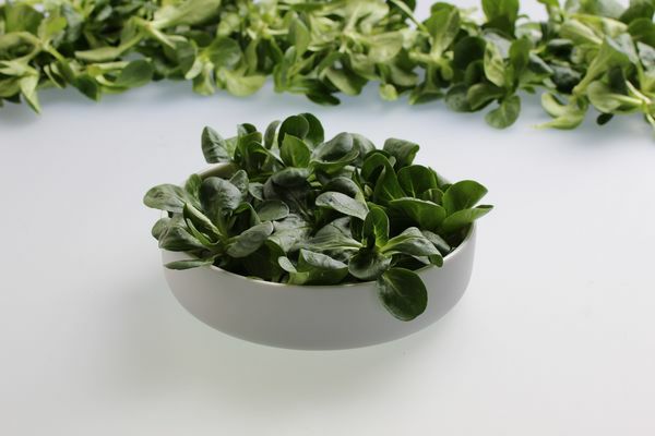 Feldsalat gewaschen  250 g Beutel Keltenhof  Italien