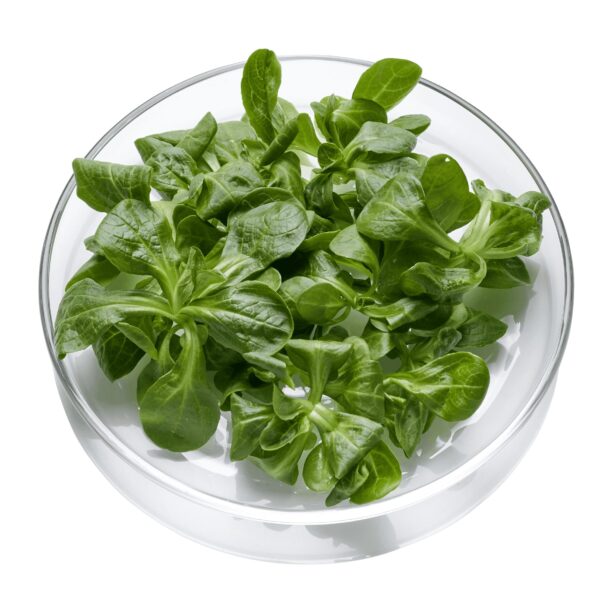 Feldsalat *verzehrfertig* Facchini 8 x 125 gr.  Italien