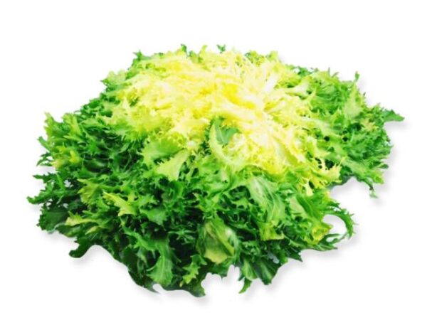 Frisée Salat  8 Stück Kolli  Italien