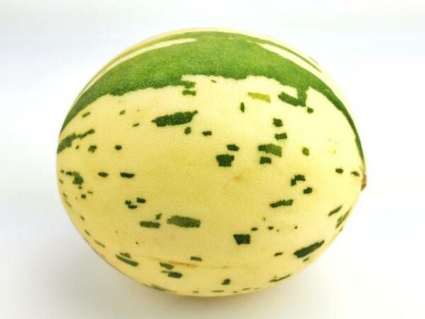 Cantaloupemelone 6 Stück Karton  Italien