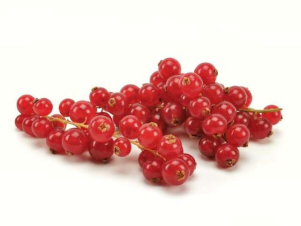 Johannisbeere rot 8  x 125 g Schale  Italien