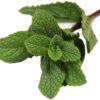 Minze *Mint*  1 kg Karton lose  Israel