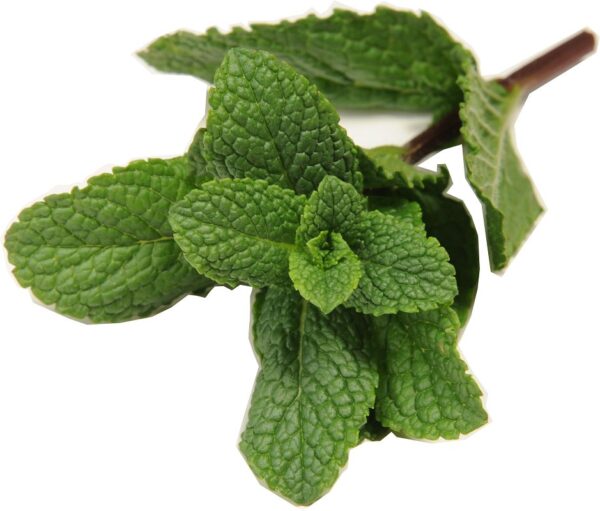 Minze *Mint*  1 kg Karton lose  Israel