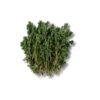 ART_krae806_1 Zitronen Thymian *Lemon Thyme* 1 kg Karton lose Israel