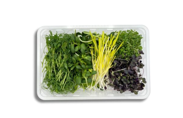 Kresse Inspro Mix 150 g Schale ( 5 Sorten Mix ) - Sonnenblume - Erbsen - Grünkoh