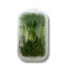 Erbsen Microgreens  100g Schale  Deutschland