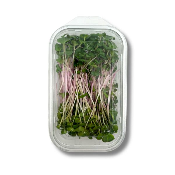 Radieschen Microgreens - China Rosé  100 g Schale  Deutschland