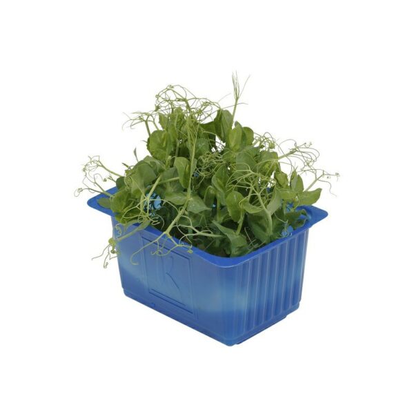 Affilla Kresse  16 x Schale  Niederlande