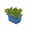ART_kre403_1 Borage Kresse 16 x Schale Niederlande