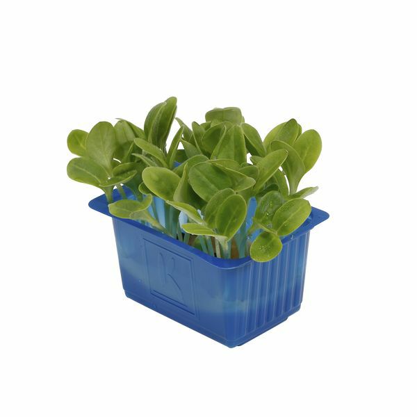 Borage Kresse  16 x  Schale  Niederlande