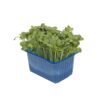 Daikon Kresse  16 x Schale  Niederlande