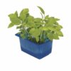 Limonen Kresse  16 x  Schale  Niederlande