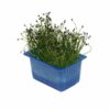 Rock Chives Kresse  16 xSchale  Niederlande