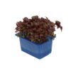 Shiso Purple Kresse  16 x  Schale  Niederlande