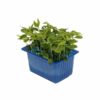 Tahoon Kresse  16 x Schale  Niederlande