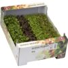 Shiso Kressemix  16er  Niederlande