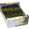 Sakura Kressemix  18er  Niederlande