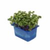 ART_kre427_1 Chilli Kresse 16 x Schale Niederlande