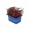 Scarlet - Kresse  16 x  Schale  Niederlande