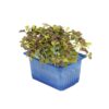 Shiso Bicolor Kresse 16 x Schale  Niederlande