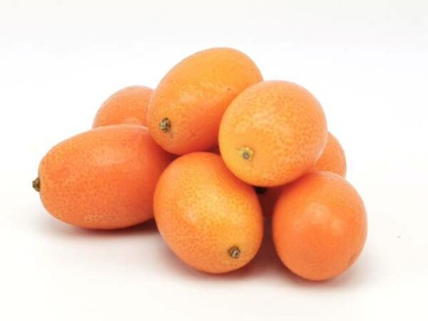Kumquat Miniorange  2 kg Karton lose  Südafrika