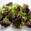 Lollo Rosso Einzelblatt  500 g Beutel  Deutschland