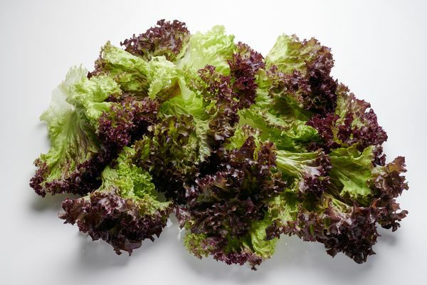 Lollo Rosso Einzelblatt  500 g Beutel  Deutschland