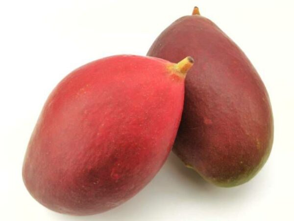 Mango Ready to Eat  9 Stück Karton  Puerto Rico