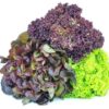 Mischsalat  9 Stück Kolli  Deutschland