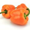 ART_pap034_1 Paprika orange 5 kg Karton lose Niederlande