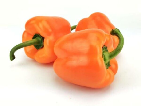 Paprika orange  5 kg Karton lose  Niederlande