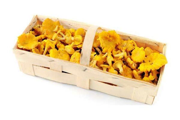 Pfifferlinge frisch Standard  1 kg Korb lose  Polen