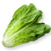 Römersalat  12 Stück Kolli  Deutschland