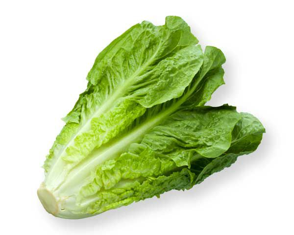 Römersalat  10 Stück Kolli  Deutschland