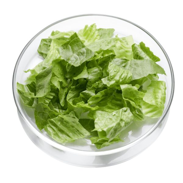 Römersalat geschnitten 25 mm  1 kg Beutel  Deutschland